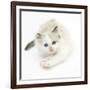 Colourpoint Kitten Stretching-Mark Taylor-Framed Photographic Print