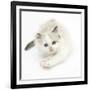 Colourpoint Kitten Stretching-Mark Taylor-Framed Photographic Print