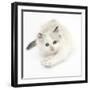 Colourpoint Kitten Stretching-Mark Taylor-Framed Photographic Print