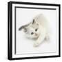 Colourpoint Kitten Stretching-Mark Taylor-Framed Photographic Print