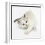 Colourpoint Kitten Stretching-Mark Taylor-Framed Photographic Print