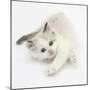 Colourpoint Kitten Stretching-Mark Taylor-Mounted Photographic Print