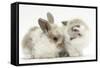 Colourpoint Kitten with Baby Rabbit-Mark Taylor-Framed Stretched Canvas