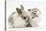 Colourpoint Kitten with Baby Rabbit-Mark Taylor-Stretched Canvas