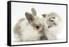 Colourpoint Kitten with Baby Rabbit-Mark Taylor-Framed Stretched Canvas