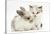 Colourpoint Kitten with Baby Rabbit-Mark Taylor-Stretched Canvas