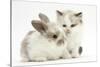 Colourpoint Kitten with Baby Rabbit-Mark Taylor-Stretched Canvas