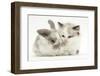 Colourpoint Kitten with Baby Rabbit-Mark Taylor-Framed Photographic Print