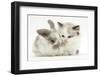 Colourpoint Kitten with Baby Rabbit-Mark Taylor-Framed Photographic Print