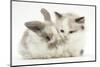 Colourpoint Kitten with Baby Rabbit-Mark Taylor-Mounted Photographic Print