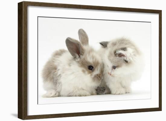 Colourpoint Kitten with Baby Rabbit-Mark Taylor-Framed Photographic Print