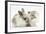 Colourpoint Kitten with Baby Rabbit-Mark Taylor-Framed Photographic Print