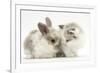 Colourpoint Kitten with Baby Rabbit-Mark Taylor-Framed Photographic Print