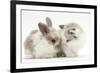 Colourpoint Kitten with Baby Rabbit-Mark Taylor-Framed Photographic Print