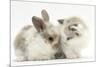 Colourpoint Kitten with Baby Rabbit-Mark Taylor-Mounted Photographic Print