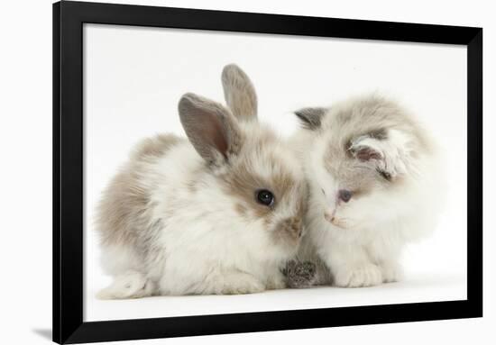 Colourpoint Kitten with Baby Rabbit-Mark Taylor-Framed Photographic Print