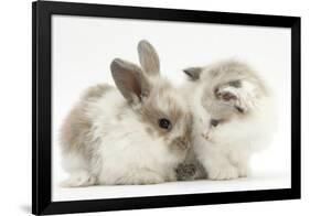 Colourpoint Kitten with Baby Rabbit-Mark Taylor-Framed Photographic Print