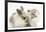 Colourpoint Kitten with Baby Rabbit-Mark Taylor-Framed Photographic Print