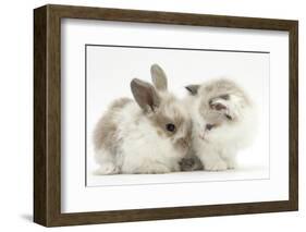 Colourpoint Kitten with Baby Rabbit-Mark Taylor-Framed Photographic Print