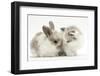 Colourpoint Kitten with Baby Rabbit-Mark Taylor-Framed Photographic Print