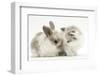 Colourpoint Kitten with Baby Rabbit-Mark Taylor-Framed Photographic Print