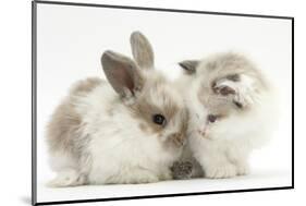 Colourpoint Kitten with Baby Rabbit-Mark Taylor-Mounted Photographic Print