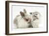 Colourpoint Kitten with Baby Rabbit-Mark Taylor-Framed Photographic Print