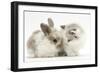 Colourpoint Kitten with Baby Rabbit-Mark Taylor-Framed Photographic Print