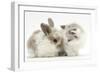 Colourpoint Kitten with Baby Rabbit-Mark Taylor-Framed Photographic Print