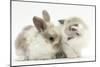 Colourpoint Kitten with Baby Rabbit-Mark Taylor-Mounted Photographic Print