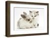 Colourpoint Kitten with Baby Rabbit-Mark Taylor-Framed Photographic Print