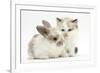 Colourpoint Kitten with Baby Rabbit-Mark Taylor-Framed Photographic Print