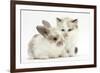 Colourpoint Kitten with Baby Rabbit-Mark Taylor-Framed Photographic Print