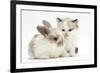 Colourpoint Kitten with Baby Rabbit-Mark Taylor-Framed Photographic Print