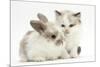 Colourpoint Kitten with Baby Rabbit-Mark Taylor-Mounted Photographic Print