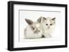 Colourpoint Kitten with Baby Rabbit-Mark Taylor-Framed Photographic Print