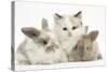 Colourpoint Kitten with Two Baby Rabbits-Mark Taylor-Stretched Canvas