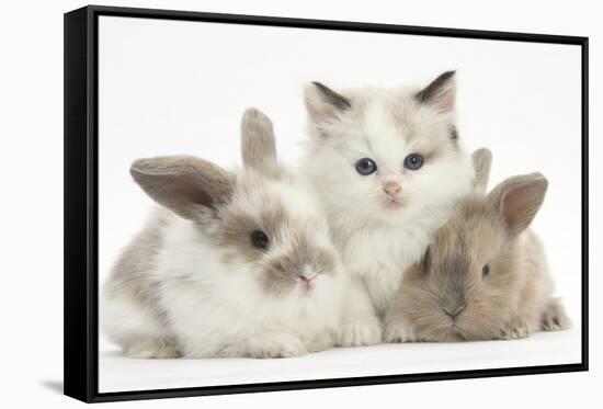 Colourpoint Kitten with Two Baby Rabbits-Mark Taylor-Framed Stretched Canvas