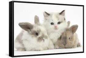 Colourpoint Kitten with Two Baby Rabbits-Mark Taylor-Framed Stretched Canvas