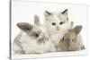 Colourpoint Kitten with Two Baby Rabbits-Mark Taylor-Stretched Canvas