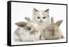 Colourpoint Kitten with Two Baby Rabbits-Mark Taylor-Framed Stretched Canvas