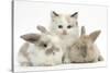 Colourpoint Kitten with Two Baby Rabbits-Mark Taylor-Stretched Canvas