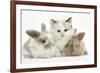 Colourpoint Kitten with Two Baby Rabbits-Mark Taylor-Framed Photographic Print