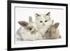 Colourpoint Kitten with Two Baby Rabbits-Mark Taylor-Framed Photographic Print