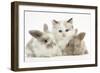 Colourpoint Kitten with Two Baby Rabbits-Mark Taylor-Framed Photographic Print