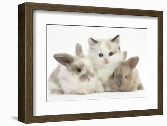 Colourpoint Kitten with Two Baby Rabbits-Mark Taylor-Framed Photographic Print