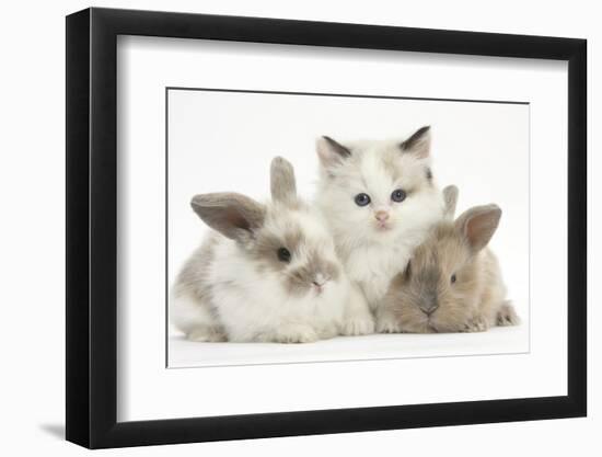 Colourpoint Kitten with Two Baby Rabbits-Mark Taylor-Framed Photographic Print