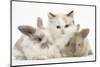 Colourpoint Kitten with Two Baby Rabbits-Mark Taylor-Mounted Photographic Print