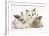 Colourpoint Kitten with Two Baby Rabbits-Mark Taylor-Framed Photographic Print