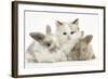 Colourpoint Kitten with Two Baby Rabbits-Mark Taylor-Framed Photographic Print